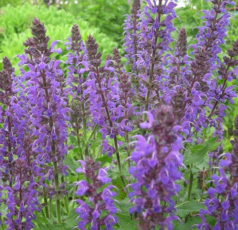 Salvia Nemorosa 