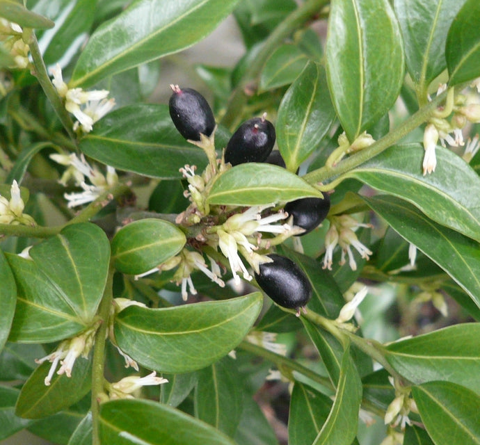 Sarcococca Confusa