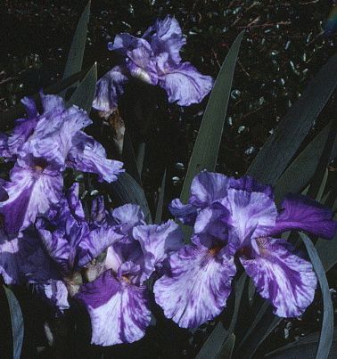 iris Barbata Alta 