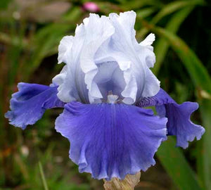 Iris Barbata Alta "Sierra Grande" in vaso