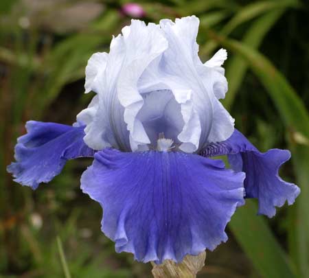 Iris Barbata Alta 