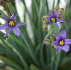 Sisyrinchium Idahoense