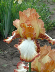 Iris Barbata Alta "Siva Siva" in vaso