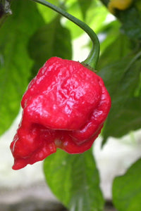 Peperoncino "Trinidad Skorpion rosso"