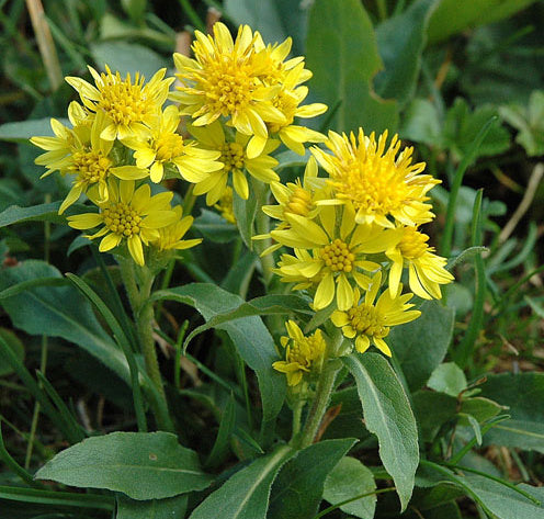 Solidago Virga Aurea Minuta