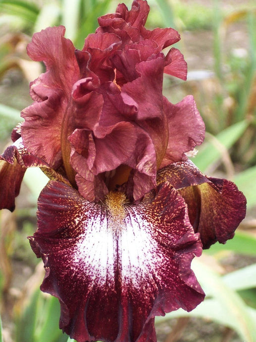 Iris Barbata Alta 