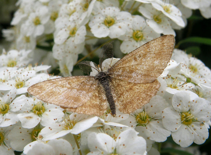 Spiraea Vanhouttei