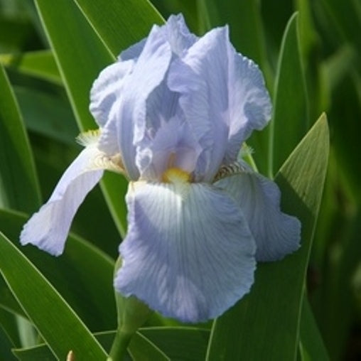 Iris barbata Alta 