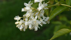 Staphylea Colchica