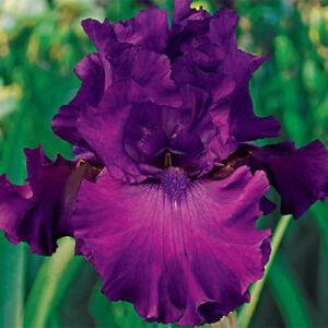 Iris Barbata Alta "Swingtown"