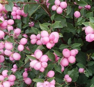 Symphoricarpos "Magical Candy"