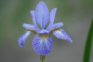 Iris Sibirica "Tamberg" a rizoma