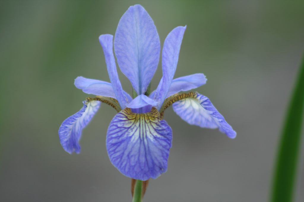 Iris Sibirica 