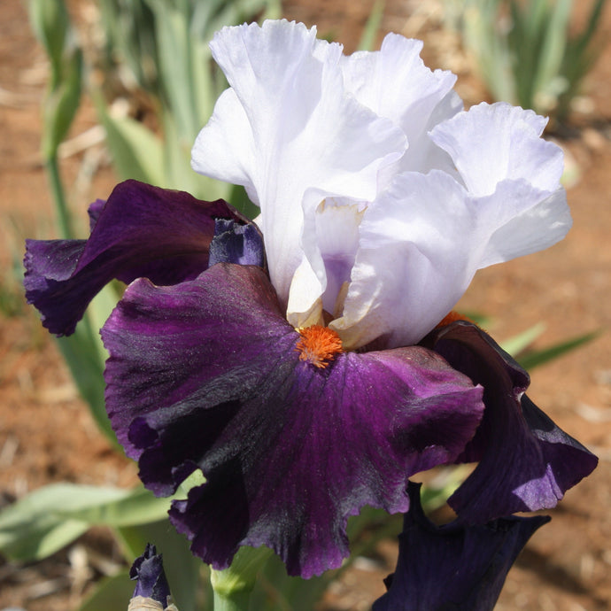 Iris barbata Alta 