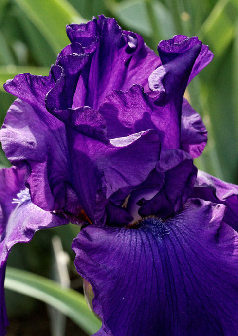 Iris Barbata Alta 