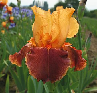 Iris Barbata Alta 