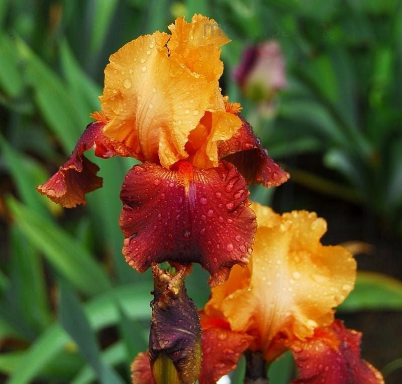 Iris Barbata Alta 