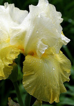 Carica l&#39;immagine nel visualizzatore di Gallery, Iris Barbata Alta &quot;Tulip Festival&quot;
