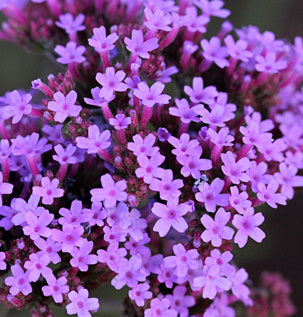 Verbena Bonariensis 