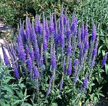 Veronica Longifolia 