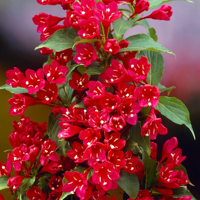 Weigela Red Prince