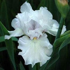 Iris Barbata Alta 